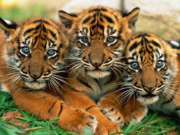 Description: http://tigermaids.net/wp-content/uploads/2010/04/Tiger-trio-cubs.jpg